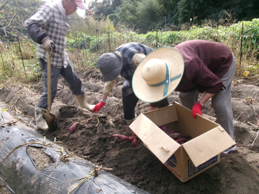 🍠芋掘り🍠　デイサービスセンター新山