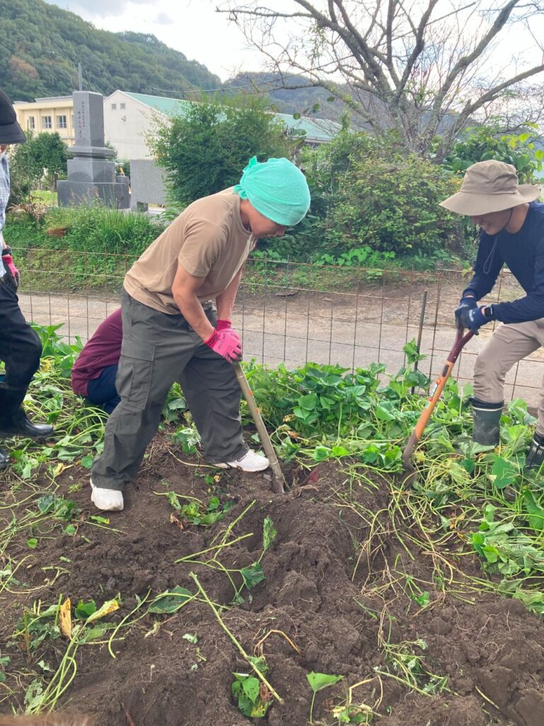 サツマイモほり♪