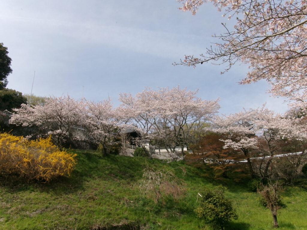 🌸桜の隠れスポット🌸